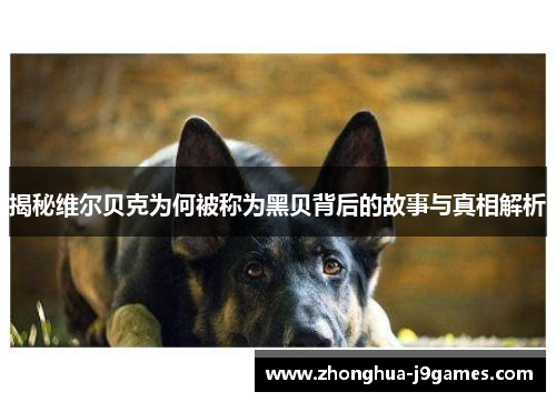 揭秘维尔贝克为何被称为黑贝背后的故事与真相解析